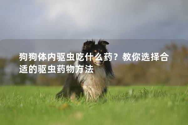 狗狗体内驱虫吃什么药？教你选择合适的驱虫药物方法