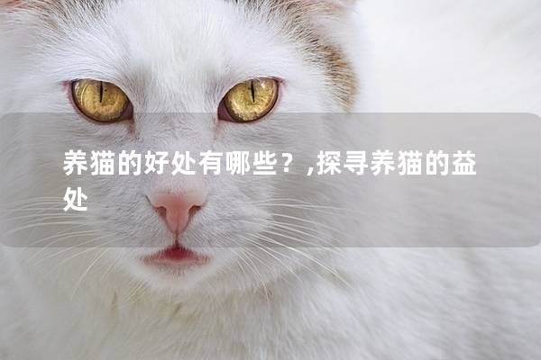 养猫的好处有哪些？,探寻养猫的益处