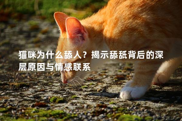 猫咪为什么舔人？揭示舔舐背后的深层原因与情感联系