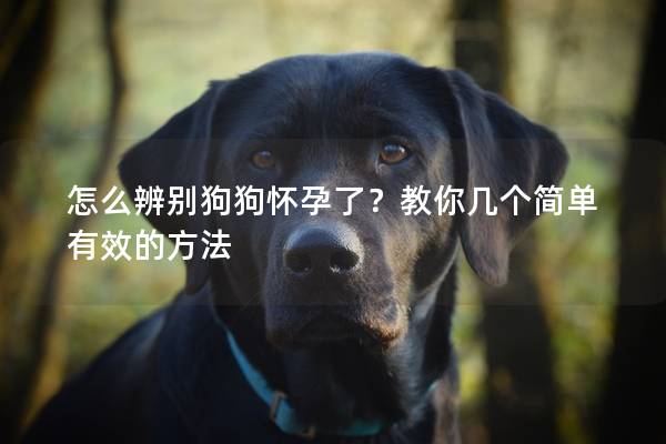 怎么辨别狗狗怀孕了？教你几个简单有效的方法