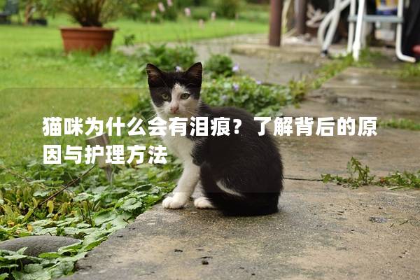 猫咪为什么会有泪痕？了解背后的原因与护理方法