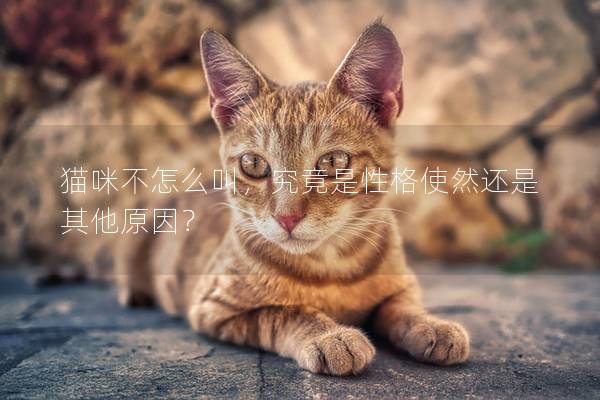 猫咪不怎么叫，究竟是性格使然还是其他原因？