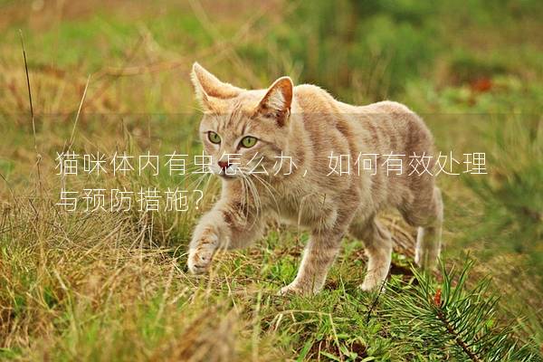 猫咪体内有虫怎么办，如何有效处理与预防措施？