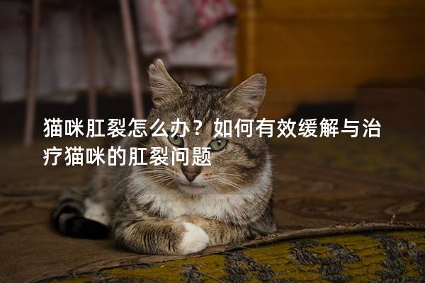 猫咪肛裂怎么办？如何有效缓解与治疗猫咪的肛裂问题