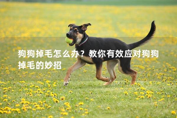 狗狗掉毛怎么办？教你有效应对狗狗掉毛的妙招