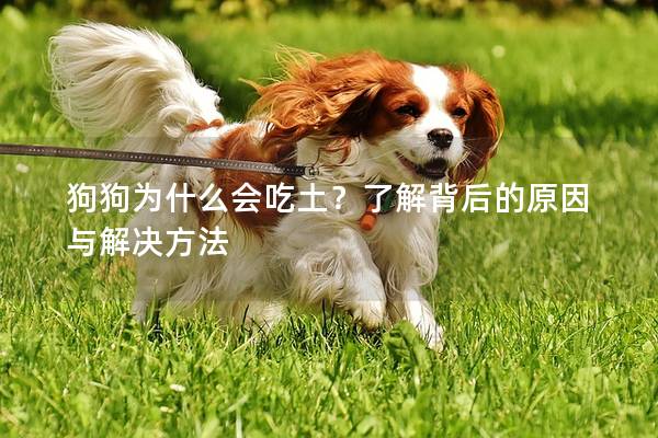 狗狗为什么会吃土？了解背后的原因与解决方法