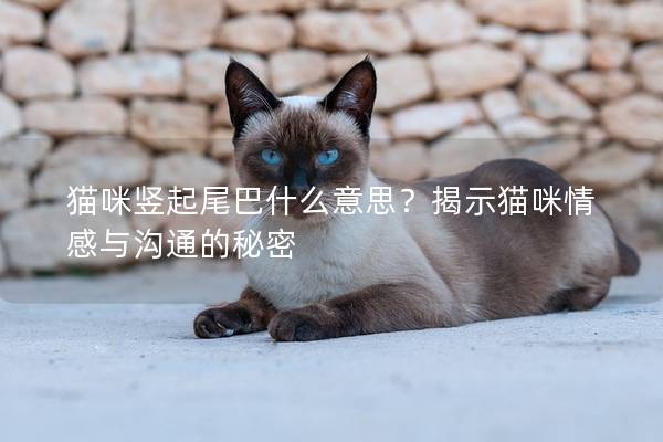 猫咪竖起尾巴什么意思？揭示猫咪情感与沟通的秘密