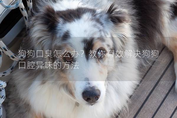 狗狗口臭怎么办？教你有效解决狗狗口腔异味的方法