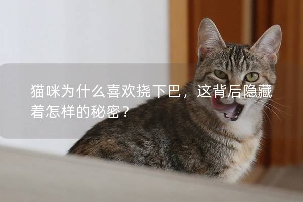 猫咪为什么喜欢挠下巴，这背后隐藏着怎样的秘密？