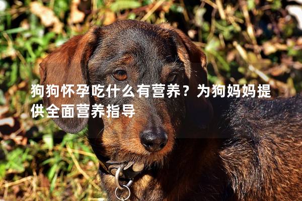 狗狗怀孕吃什么有营养？为狗妈妈提供全面营养指导