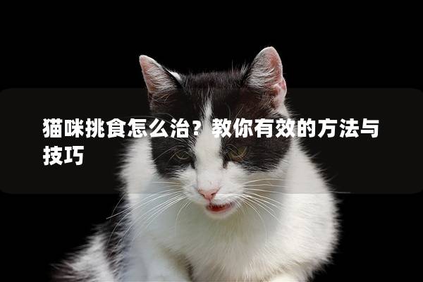 猫咪挑食怎么治？教你有效的方法与技巧