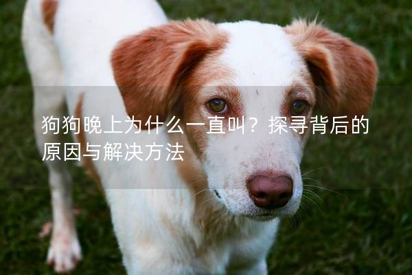 狗狗晚上为什么一直叫？探寻背后的原因与解决方法