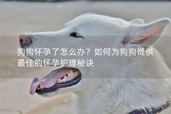 狗狗怀孕了怎么办？如何为狗狗提供最佳的怀孕护理秘诀