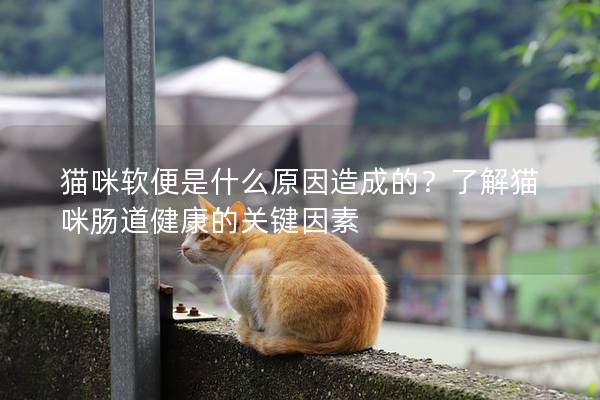 猫咪软便是什么原因造成的？了解猫咪肠道健康的关键因素