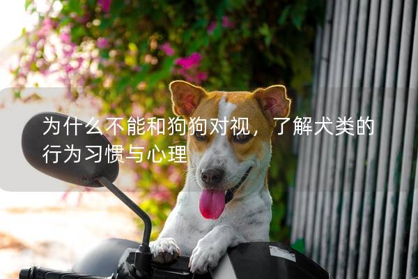 为什么不能和狗狗对视，了解犬类的行为习惯与心理