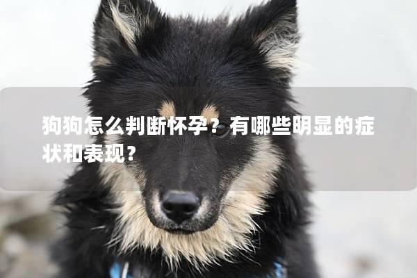 狗狗怎么判断怀孕？有哪些明显的症状和表现？