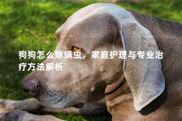 狗狗怎么除螨虫，家庭护理与专业治疗方法解析