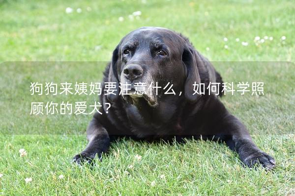 狗狗来姨妈要注意什么，如何科学照顾你的爱犬？