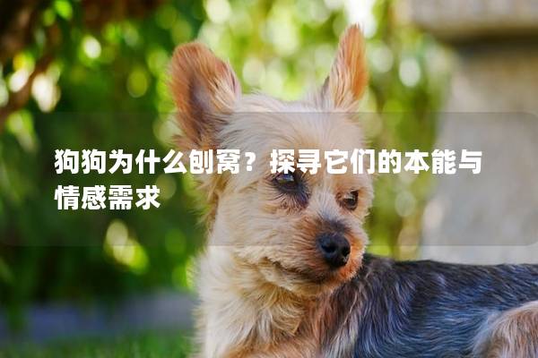 狗狗为什么刨窝？探寻它们的本能与情感需求