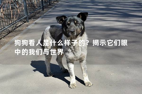 狗狗看人是什么样子的？揭示它们眼中的我们与世界