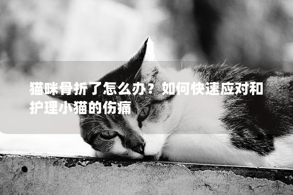 猫咪骨折了怎么办？如何快速应对和护理小猫的伤痛