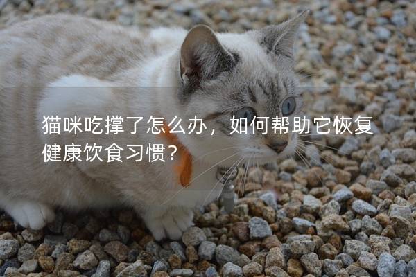 猫咪吃撑了怎么办，如何帮助它恢复健康饮食习惯？