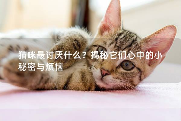 猫咪最讨厌什么？揭秘它们心中的小秘密与烦恼