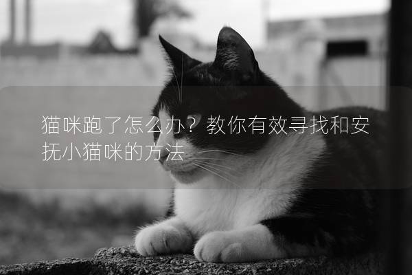 猫咪跑了怎么办？教你有效寻找和安抚小猫咪的方法