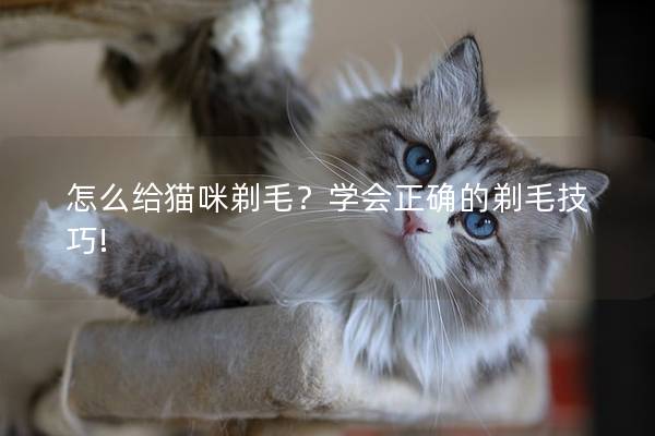 怎么给猫咪剃毛？学会正确的剃毛技巧!