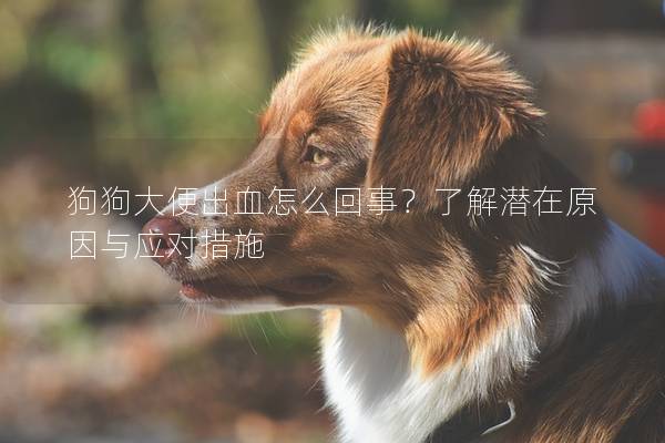 狗狗大便出血怎么回事？了解潜在原因与应对措施