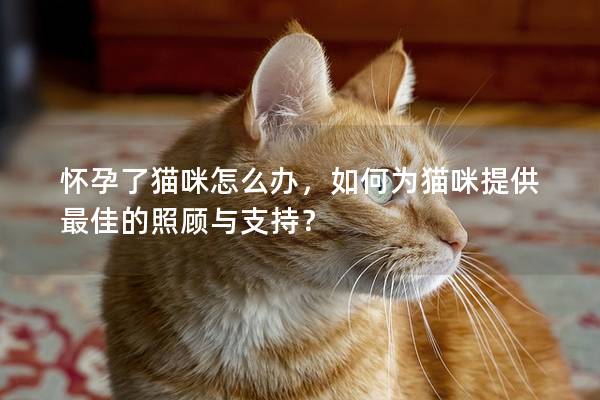 怀孕了猫咪怎么办，如何为猫咪提供最佳的照顾与支持？