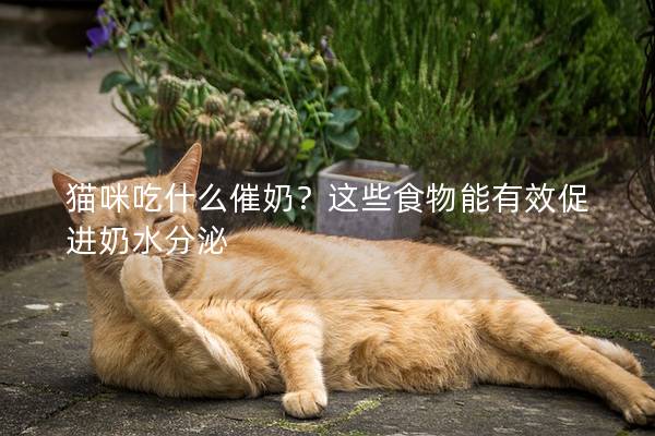 猫咪吃什么催奶？这些食物能有效促进奶水分泌