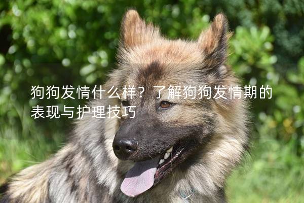 狗狗发情什么样？了解狗狗发情期的表现与护理技巧