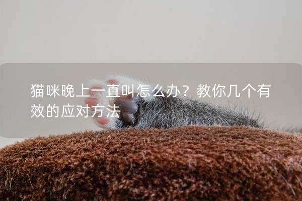 猫咪晚上一直叫怎么办？教你几个有效的应对方法