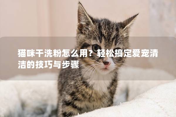 猫咪干洗粉怎么用？轻松搞定爱宠清洁的技巧与步骤