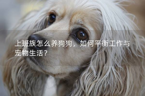 上班族怎么养狗狗,如何平衡工作与宠物生活?