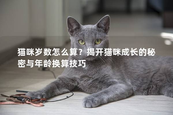 猫咪岁数怎么算？揭开猫咪成长的秘密与年龄换算技巧