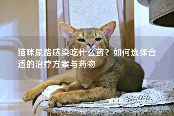 猫咪尿路感染吃什么药？如何选择合适的治疗方案与药物