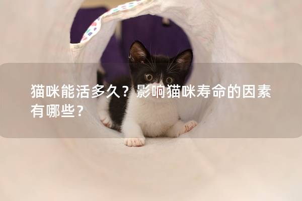 猫咪能活多久？影响猫咪寿命的因素有哪些？