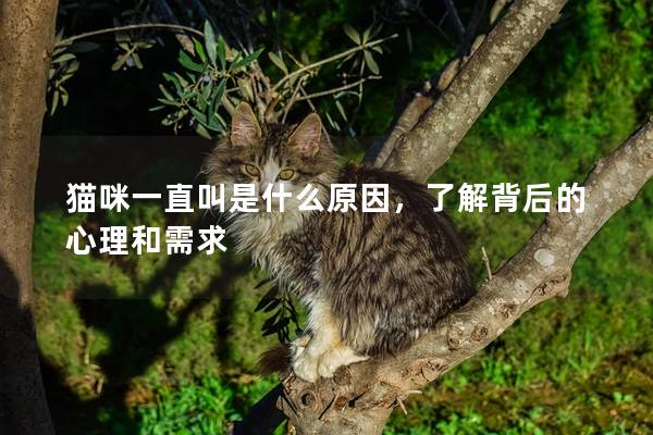 猫咪一直叫是什么原因，了解背后的心理和需求