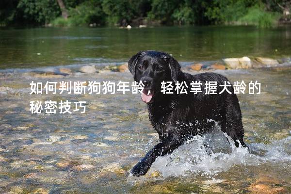 如何判断狗狗年龄，轻松掌握犬龄的秘密技巧