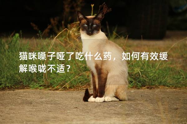 猫咪嗓子哑了吃什么药，如何有效缓解喉咙不适？