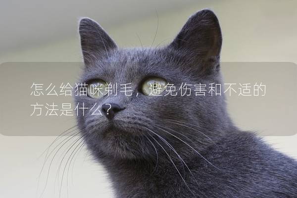 怎么给猫咪剃毛，避免伤害和不适的方法是什么？