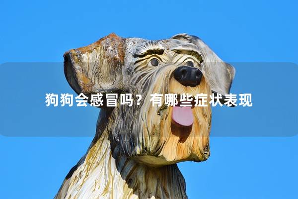 狗狗会感冒吗？有哪些症状表现