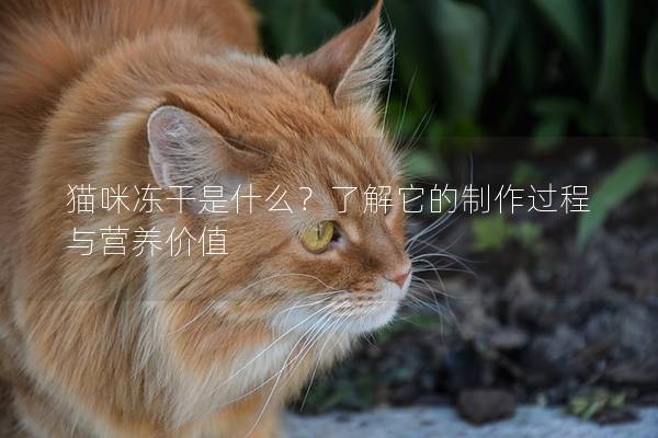 猫咪冻干是什么？了解它的制作过程与营养价值