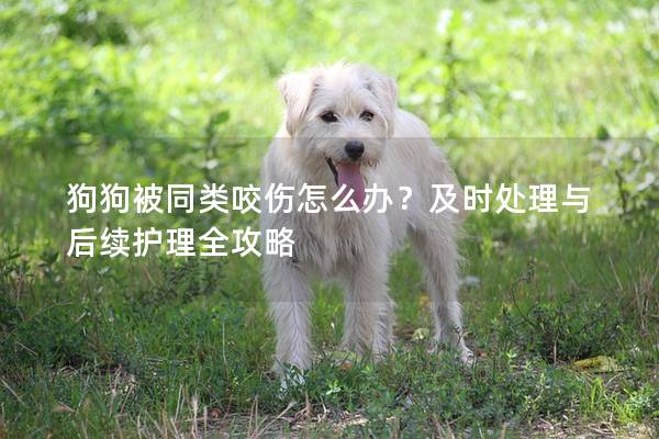 狗狗被同类咬伤怎么办？及时处理与后续护理全攻略