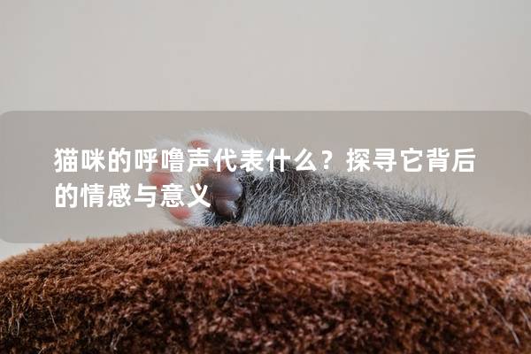 猫咪的呼噜声代表什么？探寻它背后的情感与意义