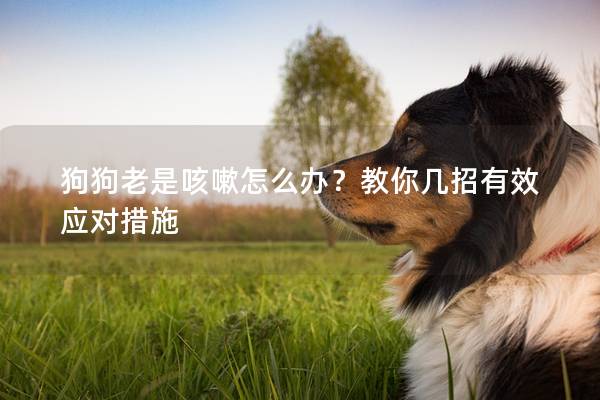 狗狗老是咳嗽怎么办?教你几招有效应对措施