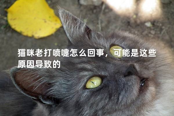 猫咪老打喷嚏怎么回事，可能是这些原因导致的