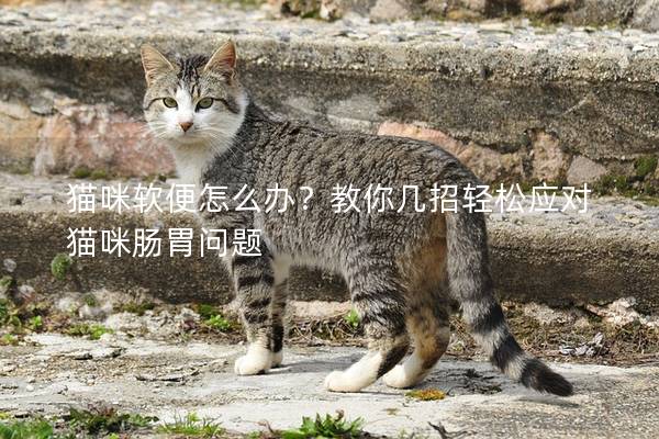 猫咪软便怎么办？教你几招轻松应对猫咪肠胃问题